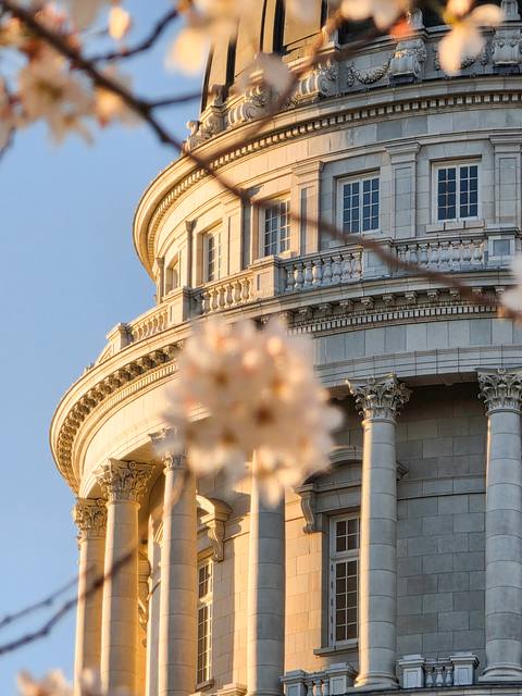 Cherry blossoms frame the Capitol dome in warm light.
