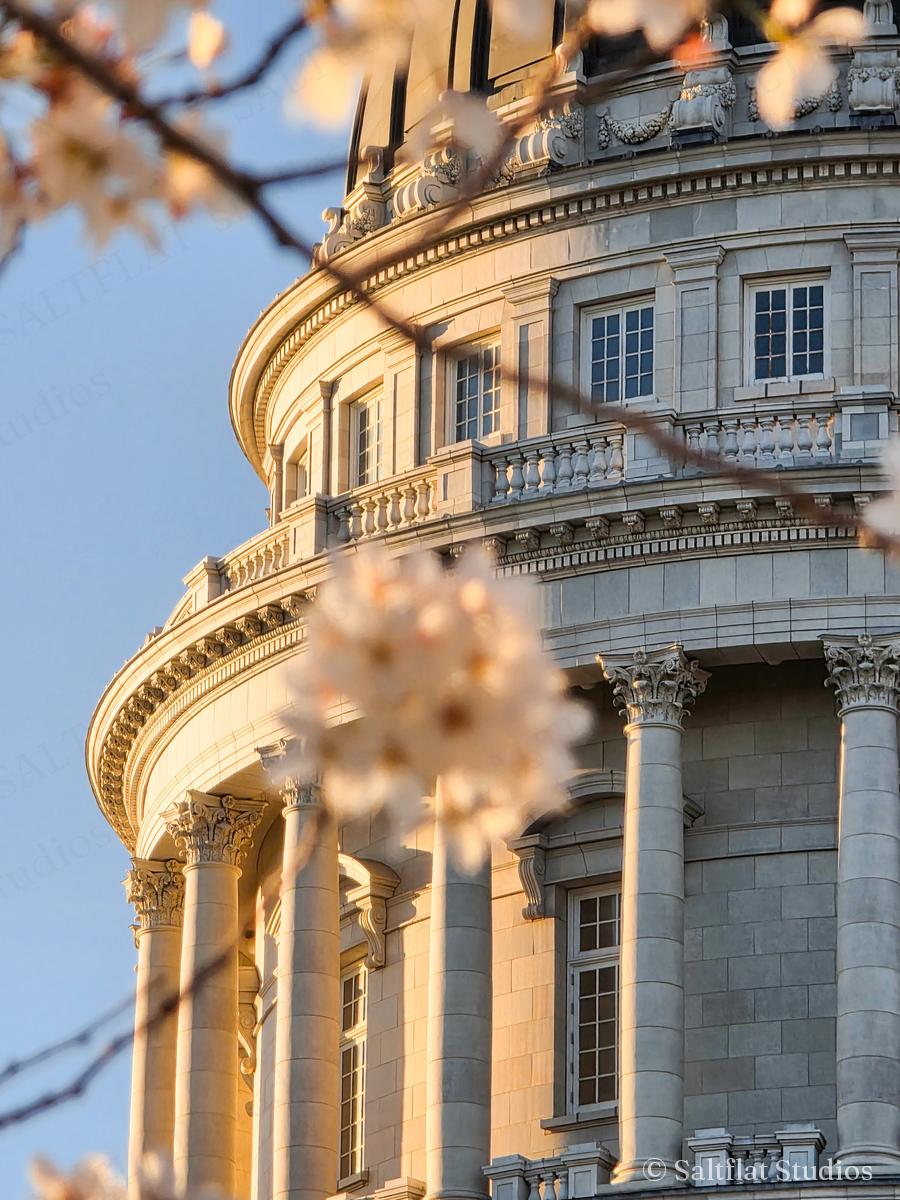 Cherry blossoms frame the Capitol dome in warm light.