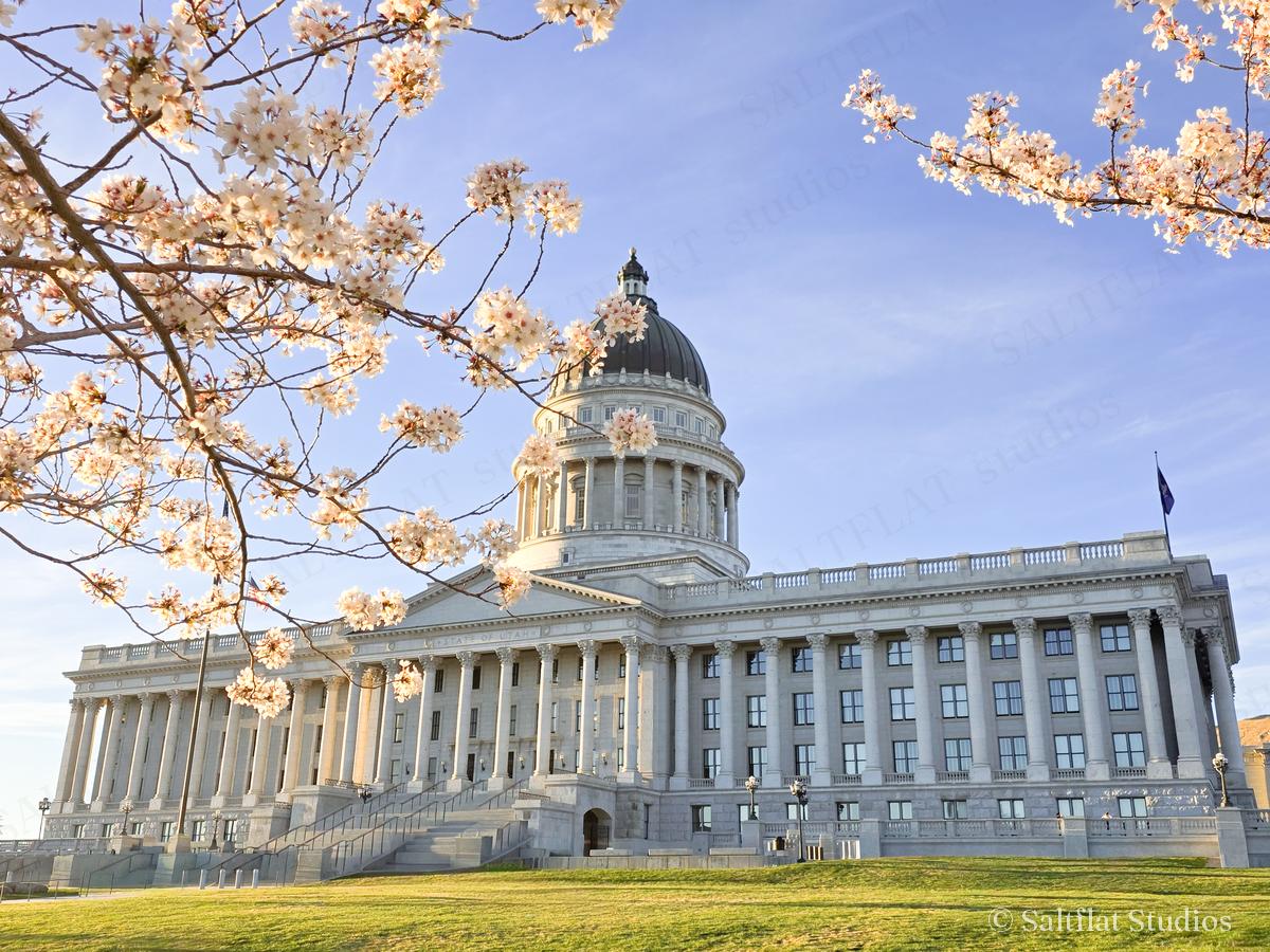 The Utah State Capitol behind cherry blossoms.