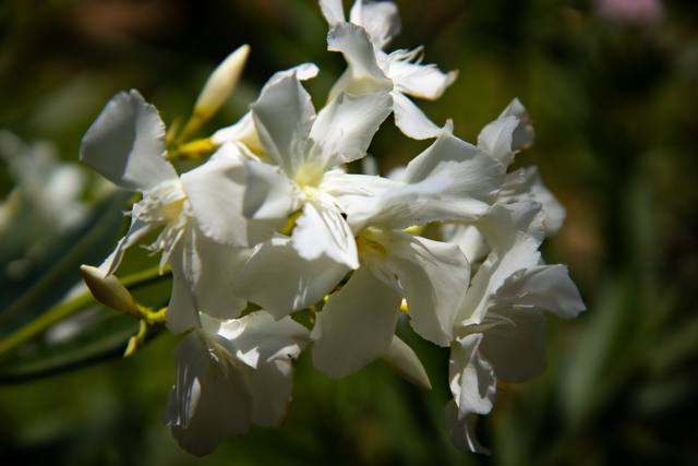A cluster of white flowers with soft green behind.