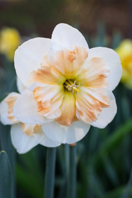 A white daffodil with a peach center, seen up close.