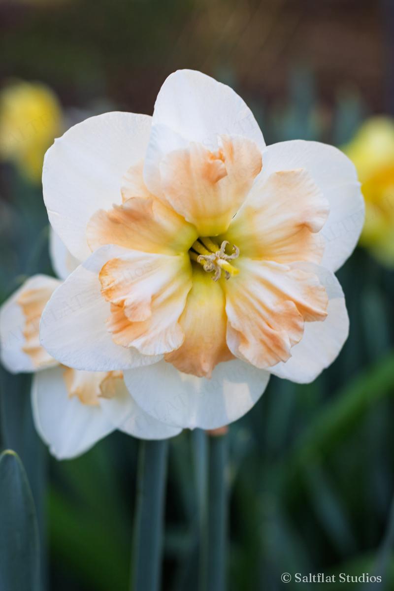 A white daffodil with a peach center, seen up close.