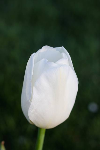 A single white tulip on a dark green background.