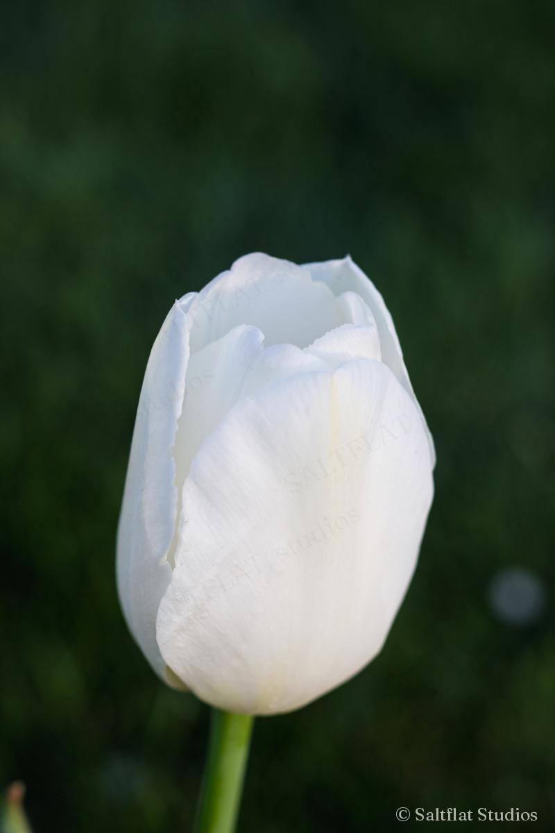 A single white tulip on a dark green background.