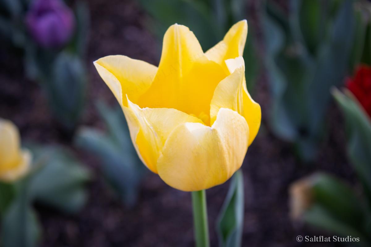 A yellow tulip opens wide against a soft, dark background.